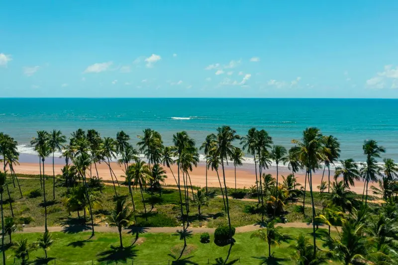 Coqueiral à beira-mar visto do alto, com a praia e o mar azul ao fundo